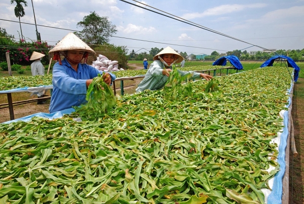 Không có ảnh
